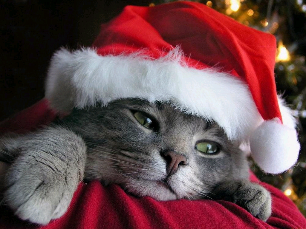 Cute Kitten with Hat Christmas Wallpaper